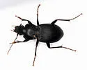 Cyclotrachelus sigillatus - photo 2