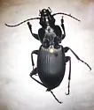 Cyclotrachelus sigillatus - photo 4