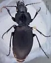 Cyclotrachelus sodalis - photo 3