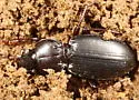 Cyclotrachelus sodalis - photo 4