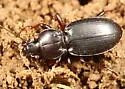 Cyclotrachelus sodalis - photo 5