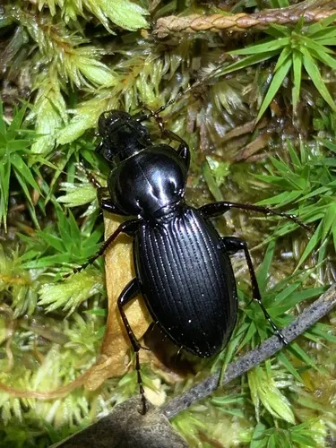 Cyclotrachelus spoliatus - Cyclotrachelus spoliatus