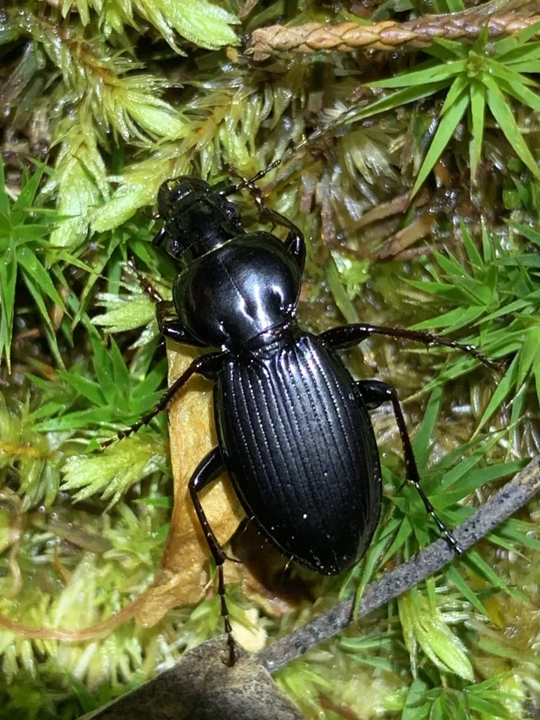Cyclotrachelus spoliatus - photo 2