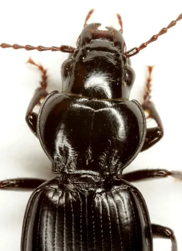 Cyclotrachelus substriatus