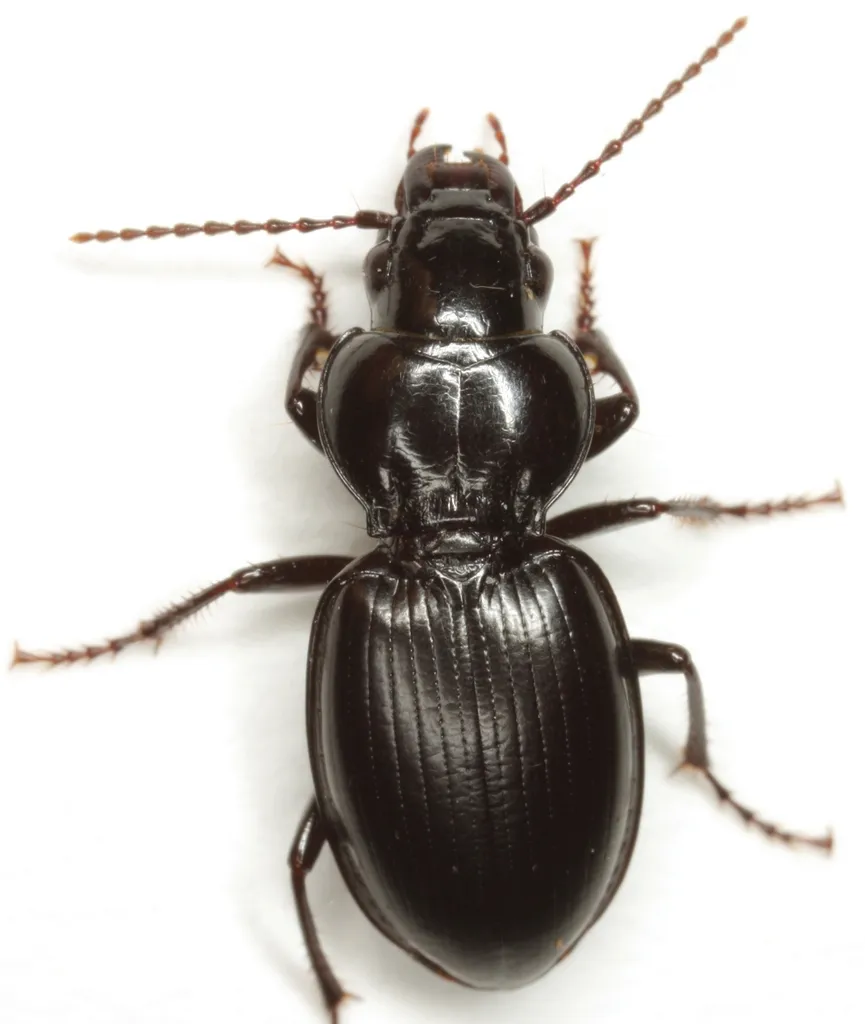 Cyclotrachelus substriatus - photo 3