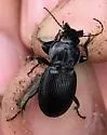 Cyclotrachelus torvus - Cyclotrachelus torvus