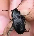Cyclotrachelus torvus - photo 2