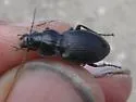 Cyclotrachelus torvus - photo 5