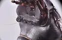 Cyclotrachelus unicolor - photo 2