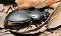 Cyclotrachelus unicolor - photo 3