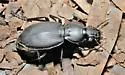 Cyclotrachelus unicolor - photo 4