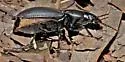 Cyclotrachelus unicolor - photo 5
