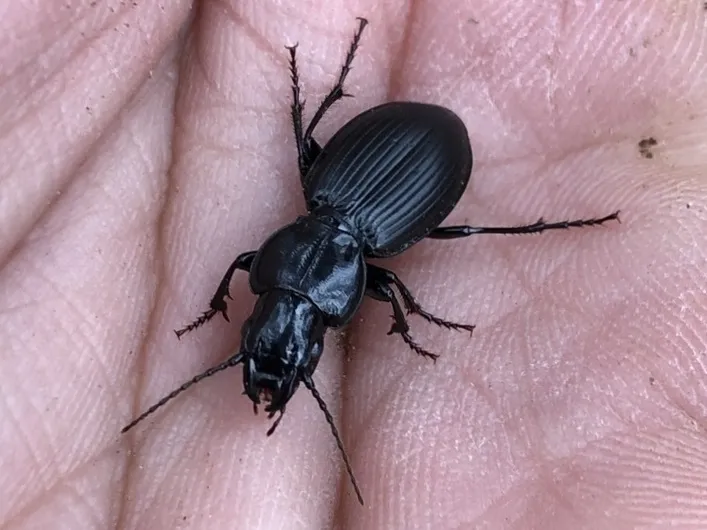 Cyclotrachelus whitcombi - photo 2