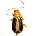 Cyclotrypema furcata - Cyclotrypema furcata