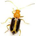 Cyclotrypema furcata - photo 2