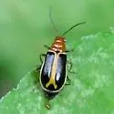 Cyclotrypema furcata - photo 3