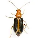 Cyclotrypema furcata - photo 4