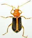 Cyclotrypema furcata - photo 5