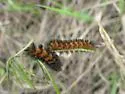 Cycnia collaris - Hodges#8229