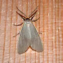 Cycnia collaris - Hodges#8229 - photo 2