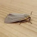 Cycnia collaris - Hodges#8229 - photo 4