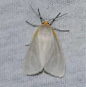 Cycnia collaris - Hodges#8229 - photo 5