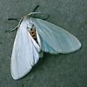 Oregon Cycnia - Hodges#8231