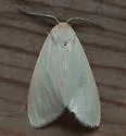 Oregon Cycnia - Hodges#8231 - photo 2