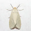 Oregon Cycnia - Hodges#8231 - photo 5
