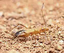 Cydamus abditus