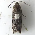 White-marked Cydia - Hodges#3461