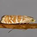Slash Pine Seedworm Moth - Hodges#3488 - photo 2
