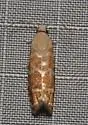 Slash Pine Seedworm Moth - Hodges#3488 - photo 4