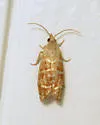 Slash Pine Seedworm Moth - Hodges#3488 - photo 5