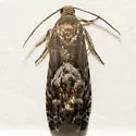 Cydia bracteatana - Hodges#3448 - photo 2