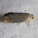 Hickory Shuckworm Moth - Hodges#3471