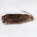 Hickory Shuckworm Moth - Hodges#3471 - photo 2