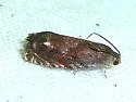 Hickory Shuckworm Moth - Hodges#3471 - photo 3