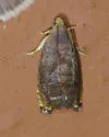 Hickory Shuckworm Moth - Hodges#3471 - photo 4