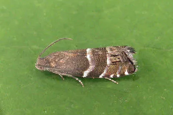 Cydia cosmophorana - Cydia cosmophorana