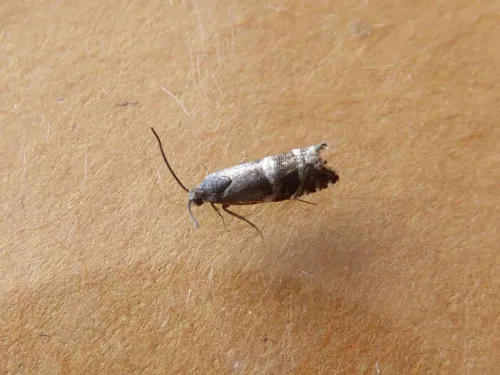 Cydia cosmophorana - photo 3
