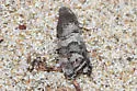 Cypress bark moth - Hodges#3475 - photo 2