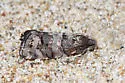 Cypress bark moth - Hodges#3475 - photo 3