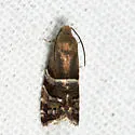 Cydia erotella - Hodges#3485 - photo 2