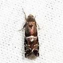 Cydia erotella - Hodges#3485 - photo 3