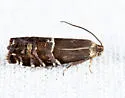 Cydia erotella - Hodges#3485 - photo 4