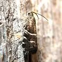 Cydia erotella - Hodges#3485 - photo 5
