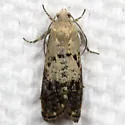 Fletcher's Cydia Moth - Hodges#3472 - photo 2
