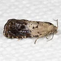 Fletcher's Cydia Moth - Hodges#3472 - photo 3