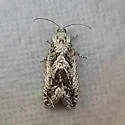 Cydia flexiloqua - Hodges#3465 - photo 4